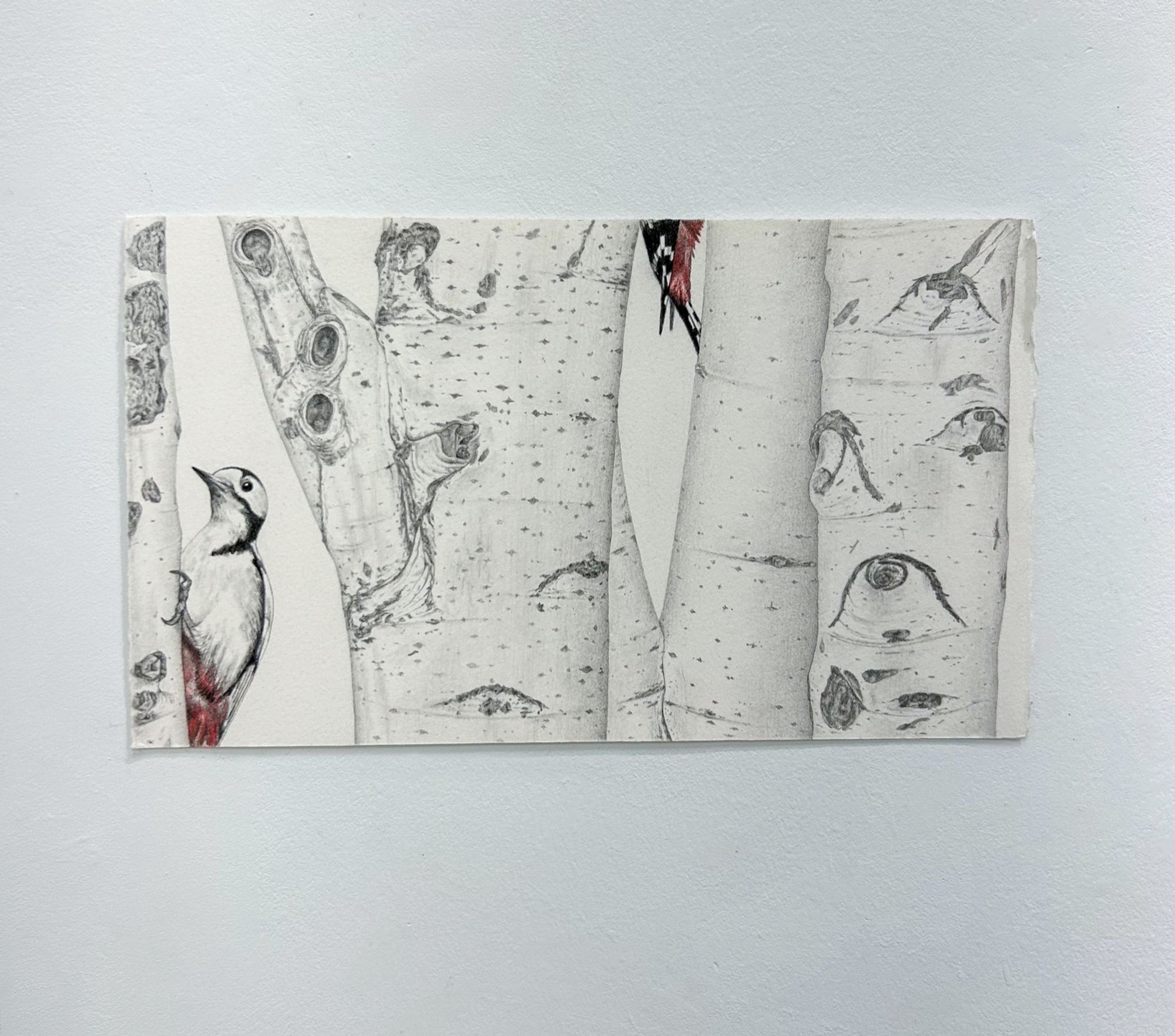 Woodpeckers
