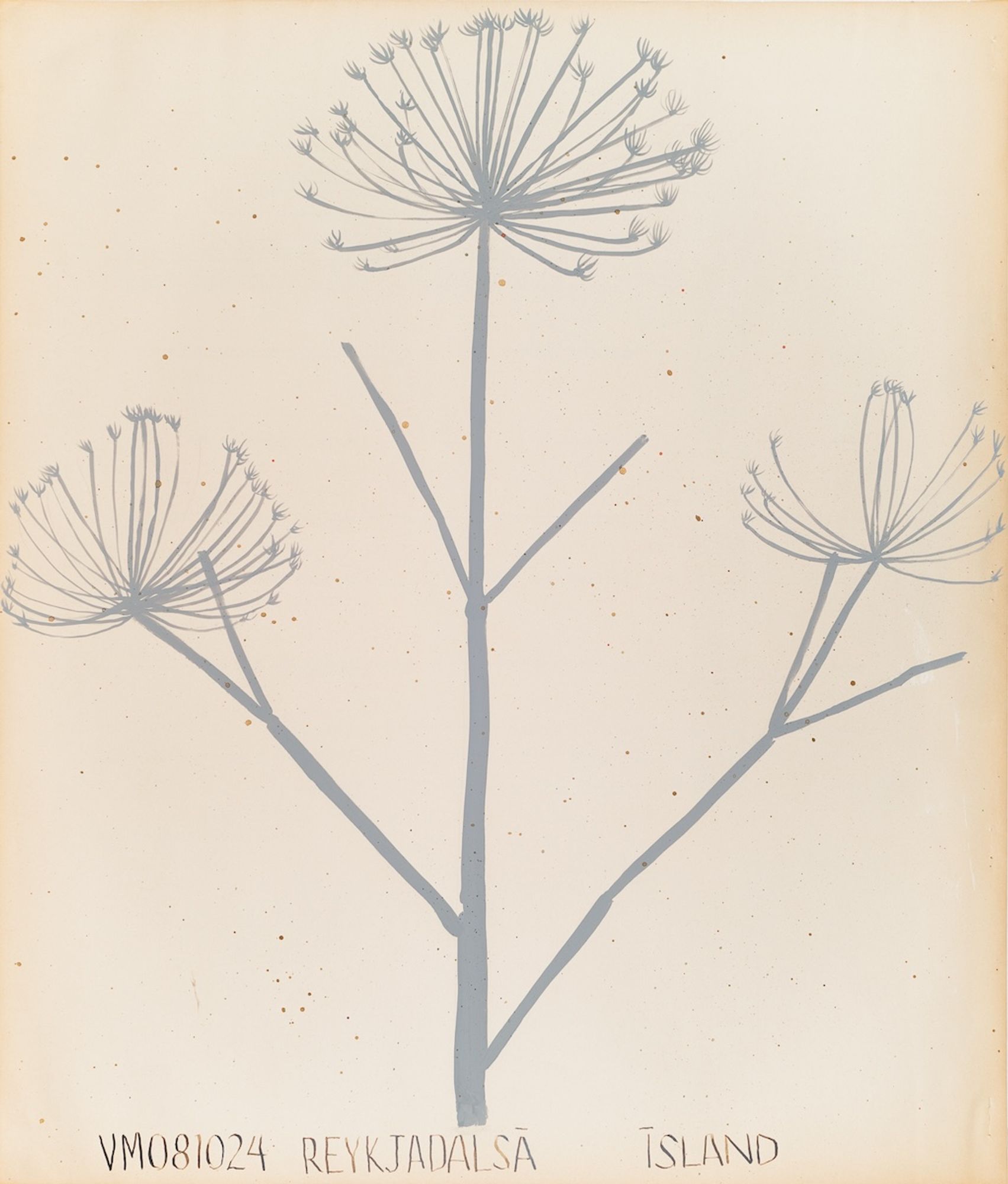 Draugahvönn (Ghost Angelica) August 10, 2024 Reykjadalsá, Ísland
