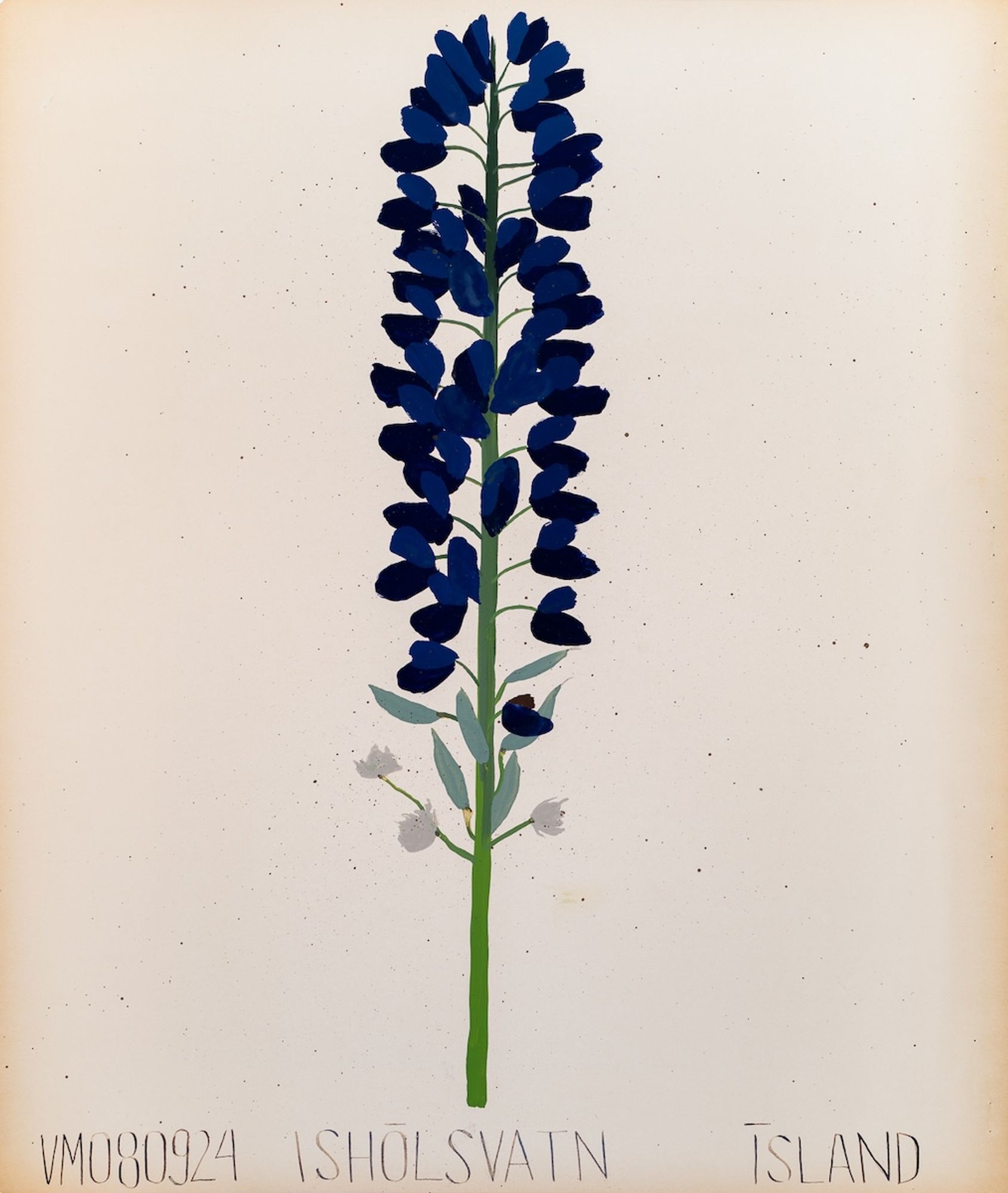 Lúpína (Lupine Flower) August 9 2024 Ishólsvatn, Ísland
