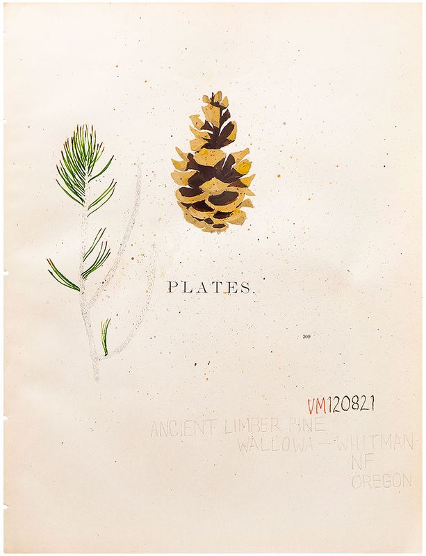 Ancient Limber Pine