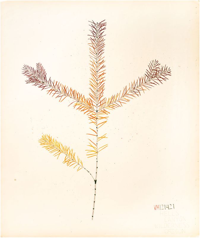 Pine December 14, 2021 Hells Canyon Wilderness, Oregon
