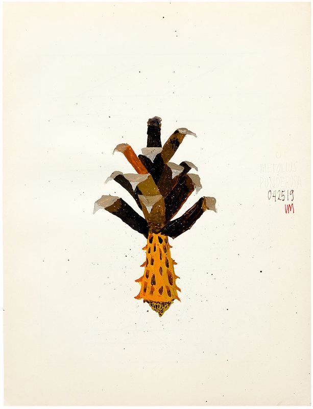 Pine Cone