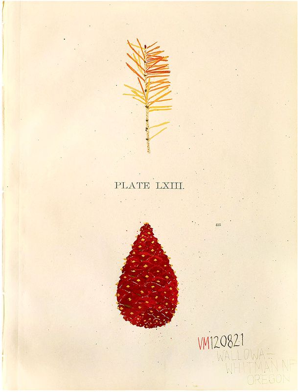 Stem & Cone