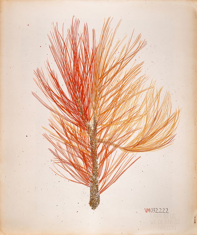 Ponderosa Stem March 22, 2022 Lava Beds Wilderness, Oregon