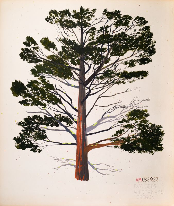 Juniper, March 29, 2022, Lava Beds Wilderness, Oregon