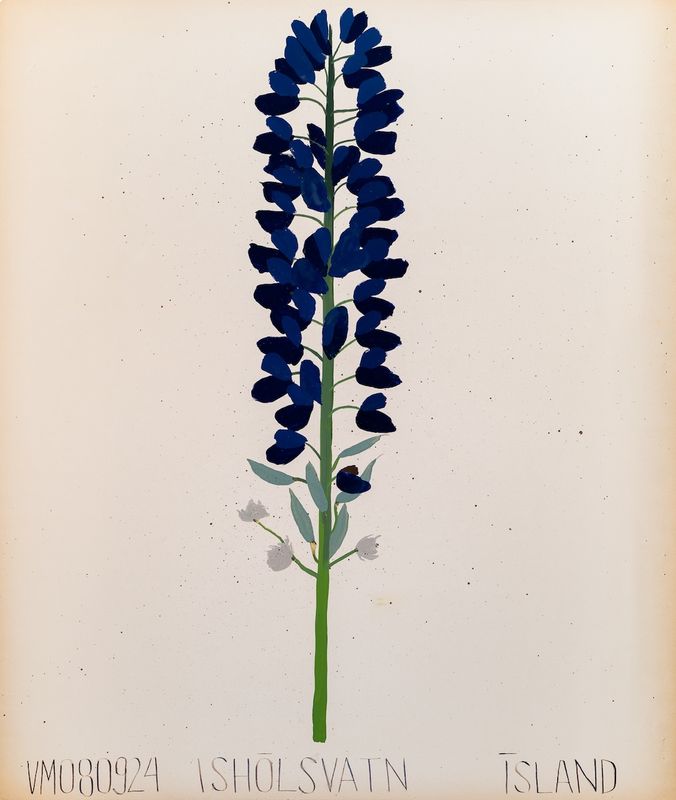 Lúpína (Lupine Flower) August 9 2024 Ishólsvatn, Ísland