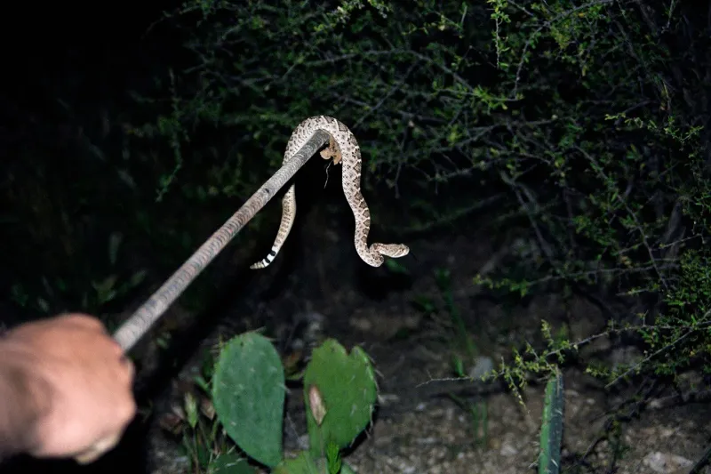 Rattlesnake
