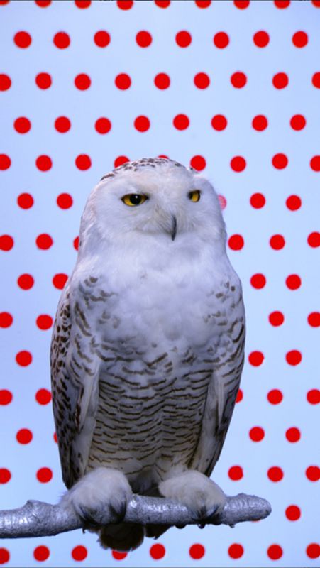Snowy Owl