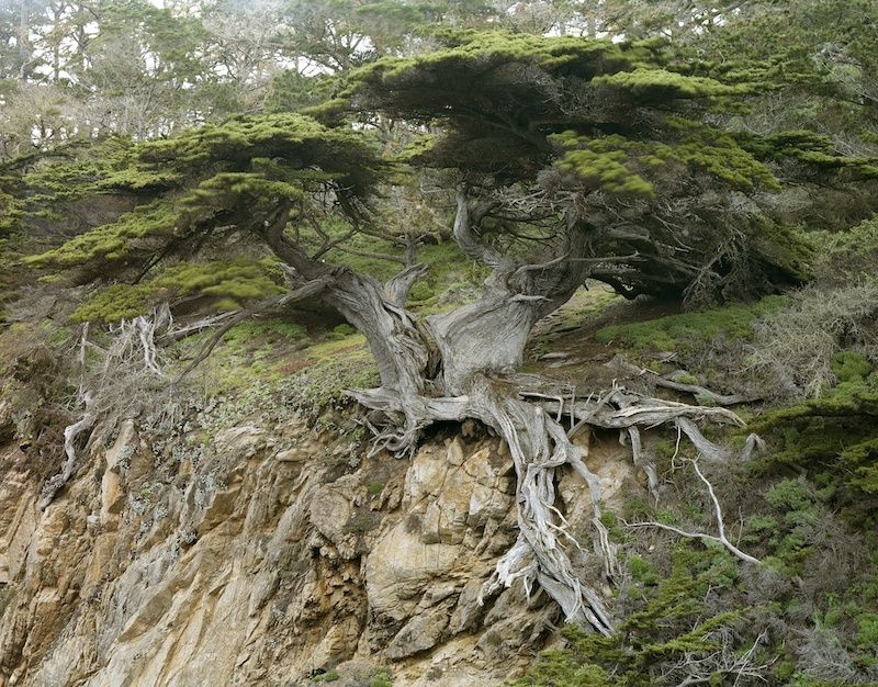 Cliff Erosion, Carmel, California, March 2015