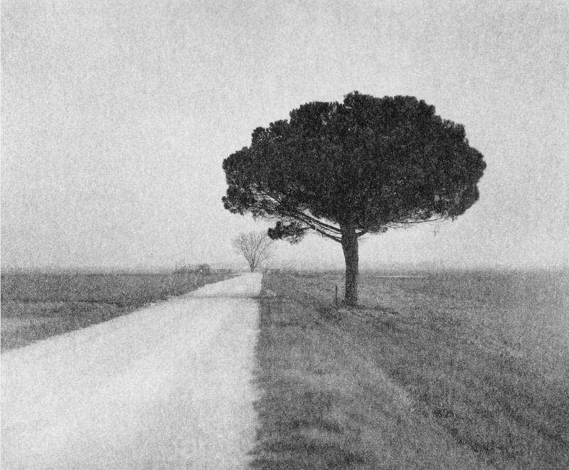 Pine on gravel road, Ravenna